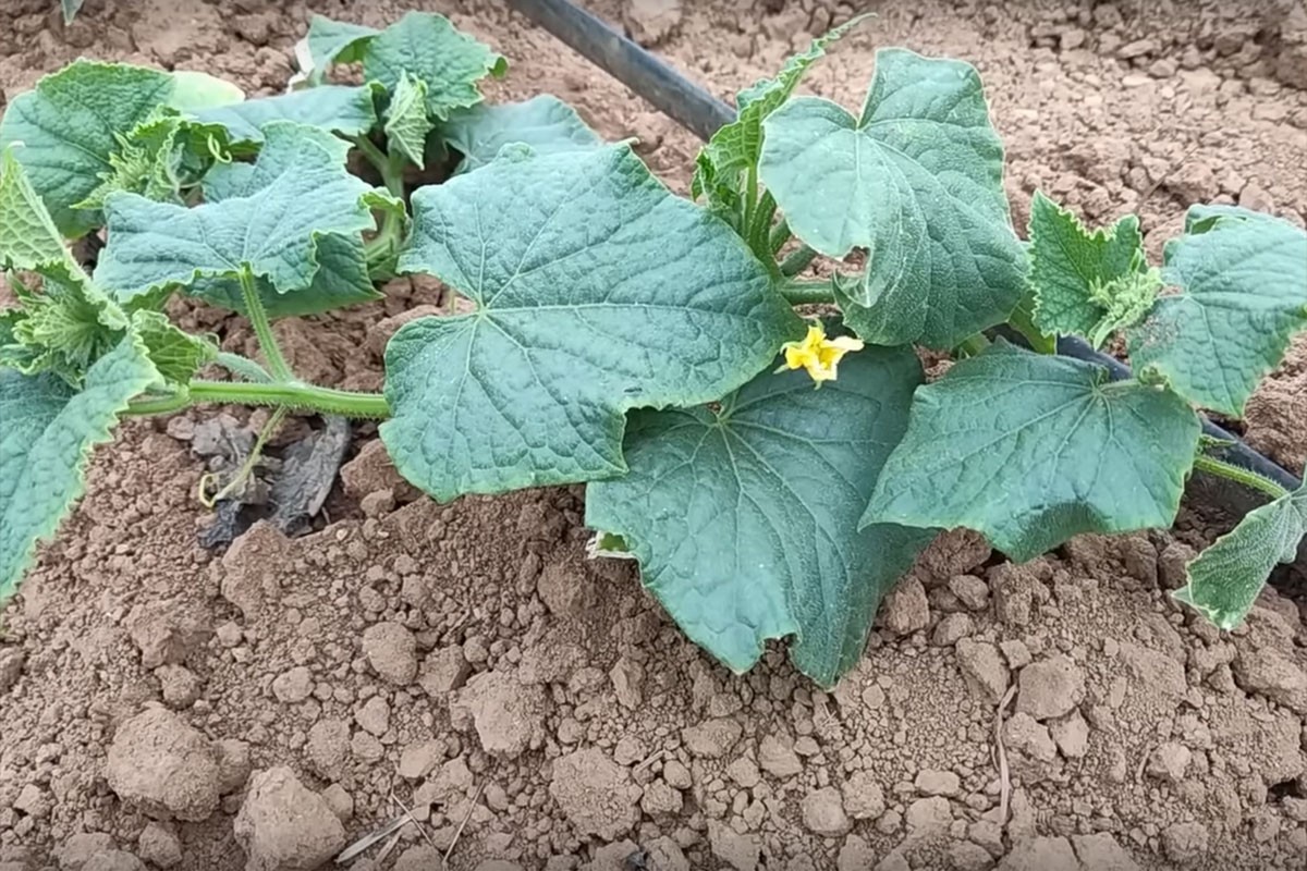 Prirodno gnojivo za krastavce i paradajz: Ubrzajte rast i cvjetanje bez hemije (VIDEO)