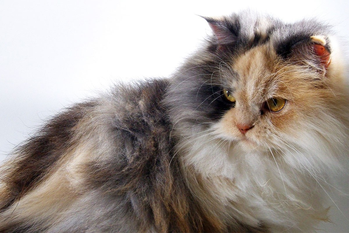 Turska angora, mačka svilene dlake