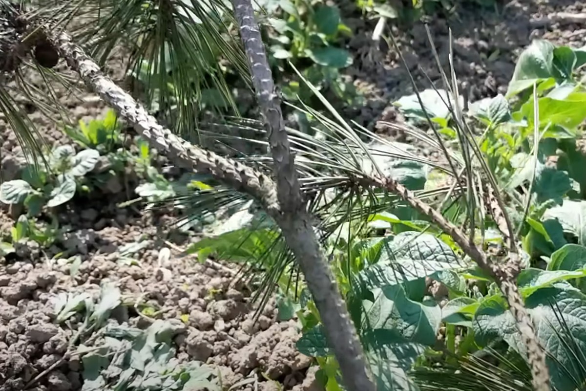 Priroda uzvraća udarac: Kako zaštititi dom i baštu bez teške hemije? (VIDEO)