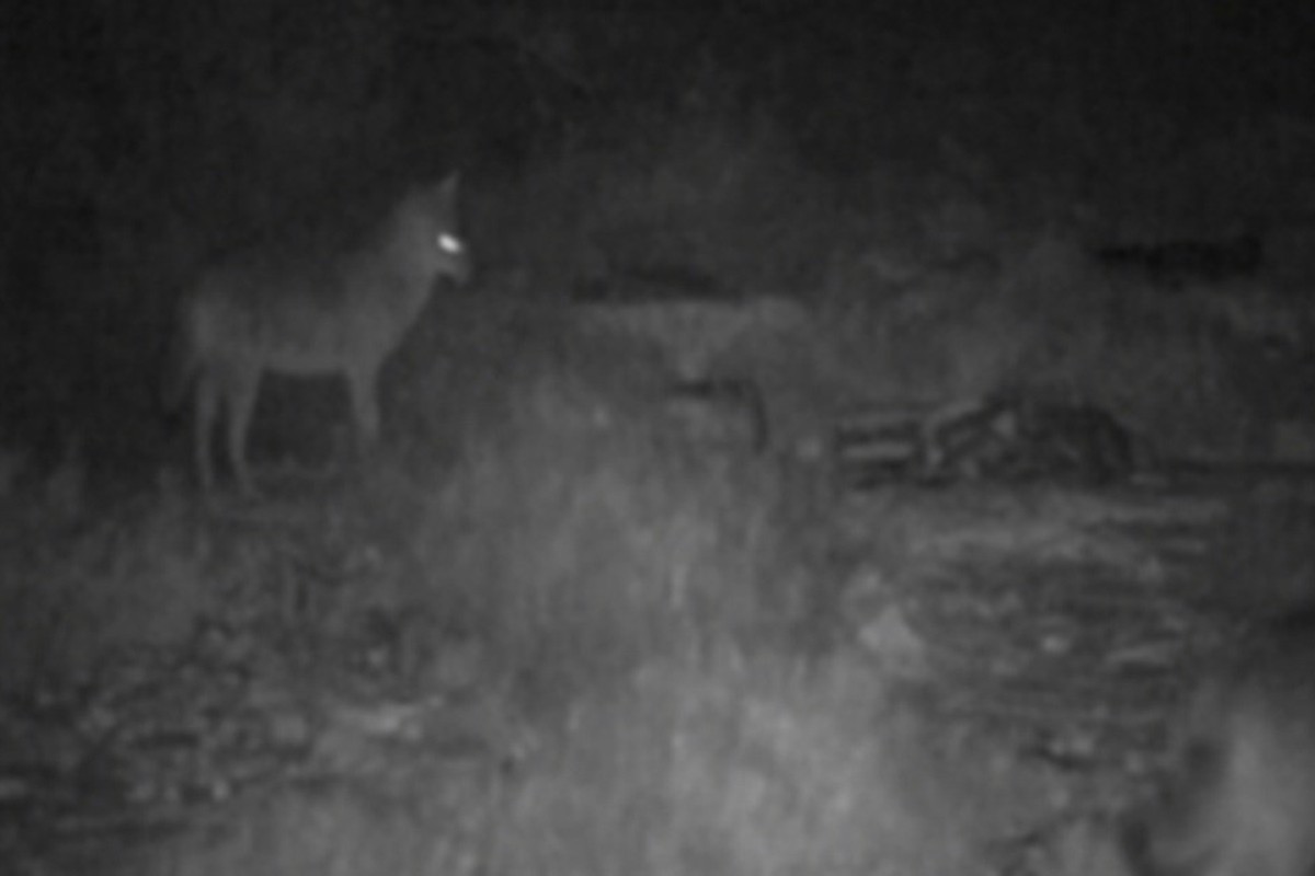 Šakali doplivali i zavladali hrvatskim ostrvom: Nemilice kolju jagnjad