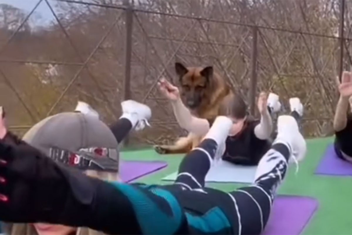 Njemački ovčar pridružio se času joge i ukrao svu pažnju (VIDEO)