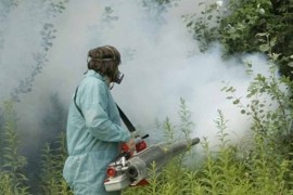 U utorak zaprašivanje komaraca u Prijedoru, pčelari da zaštite ...