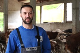 Djed počeo sa 15 krava, danas ima 110 grla: Na farmu stiže i robot ...