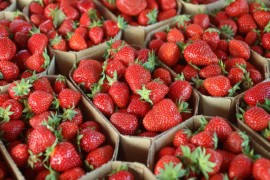Belgijanci pronašli pesticid u jagodama iz Srbije