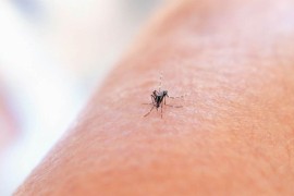 Ljetnji vodič za zaštitu: Šta treba da znate o ujedima komaraca i ...