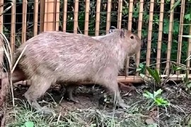Dolijala neodoljiva bjegunka iz ZOO vrta: Skrivala se dva mjeseca ...
