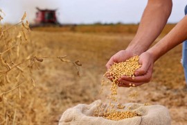 Produktna berza: Konačno krenula i soja