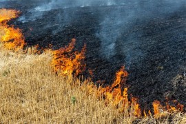 Komšinica bacila ćik, planulo polje pšenice