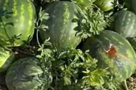 Vrane "obrale" dva hektara lubenice (VIDEO)