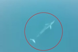 Kit mijenja lokacije na crnogorskom primorju (VIDEO)