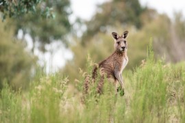 Šta znači biti bogat u Australiji