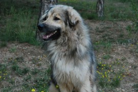 Šarplaninac ugrizao ženu u Laktašima, kažnjen Banjalučanin