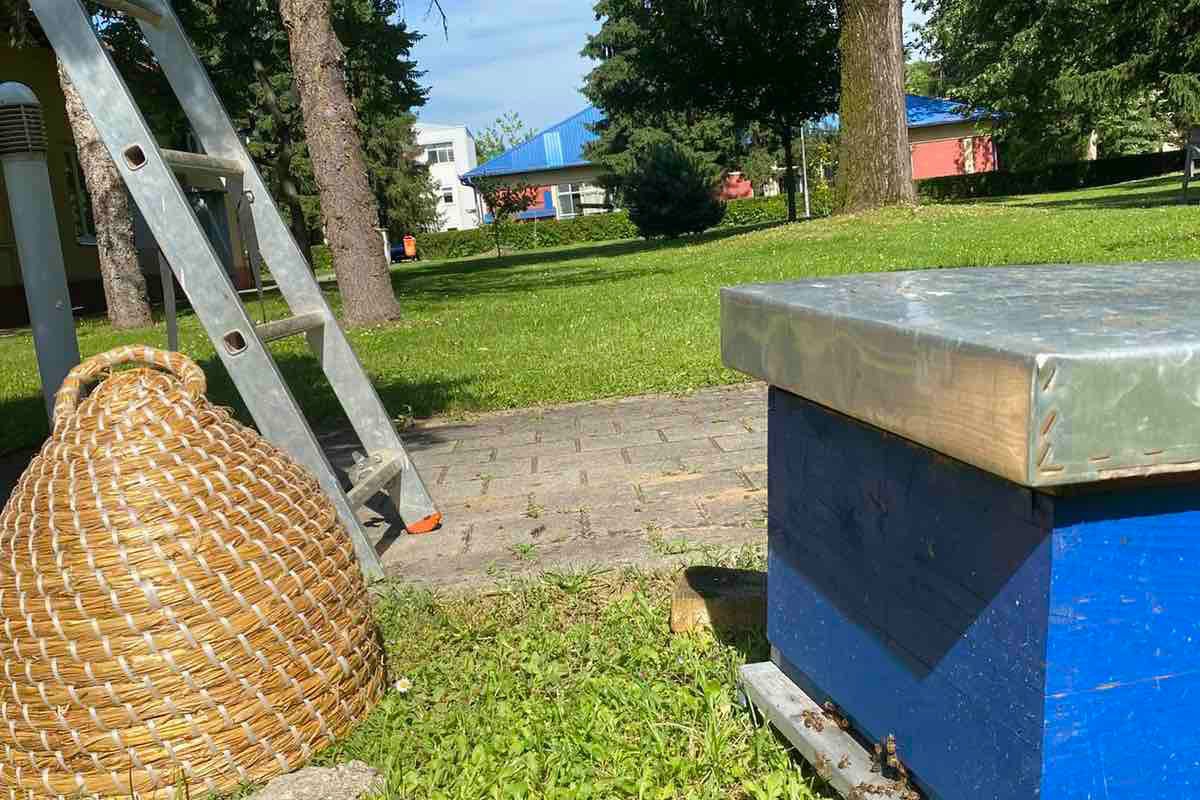 U kampusu u Banjaluci uklonjeni rojevi pčela (FOTO, VIDEO)