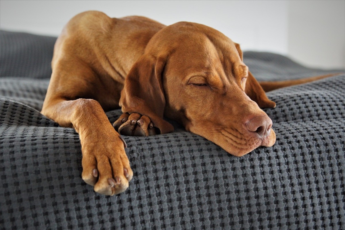 Veterinari konačno otkrili gdje pas treba da spava