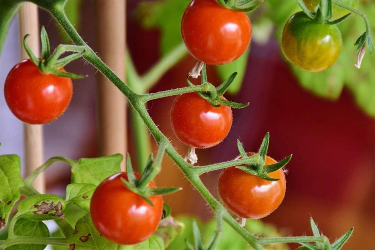 Sipajte kašiku ove tečnosti oko paradajza i rodiće duplo više