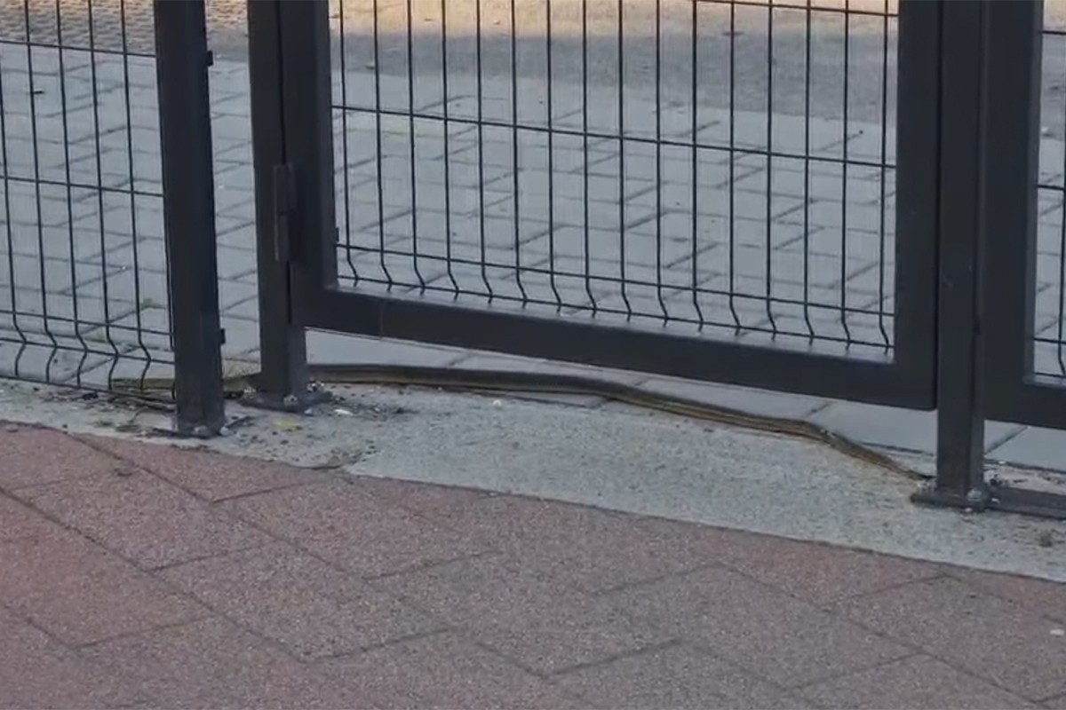 Zmija pred banjalučkom školom, roditelji zabrinuti (VIDEO)