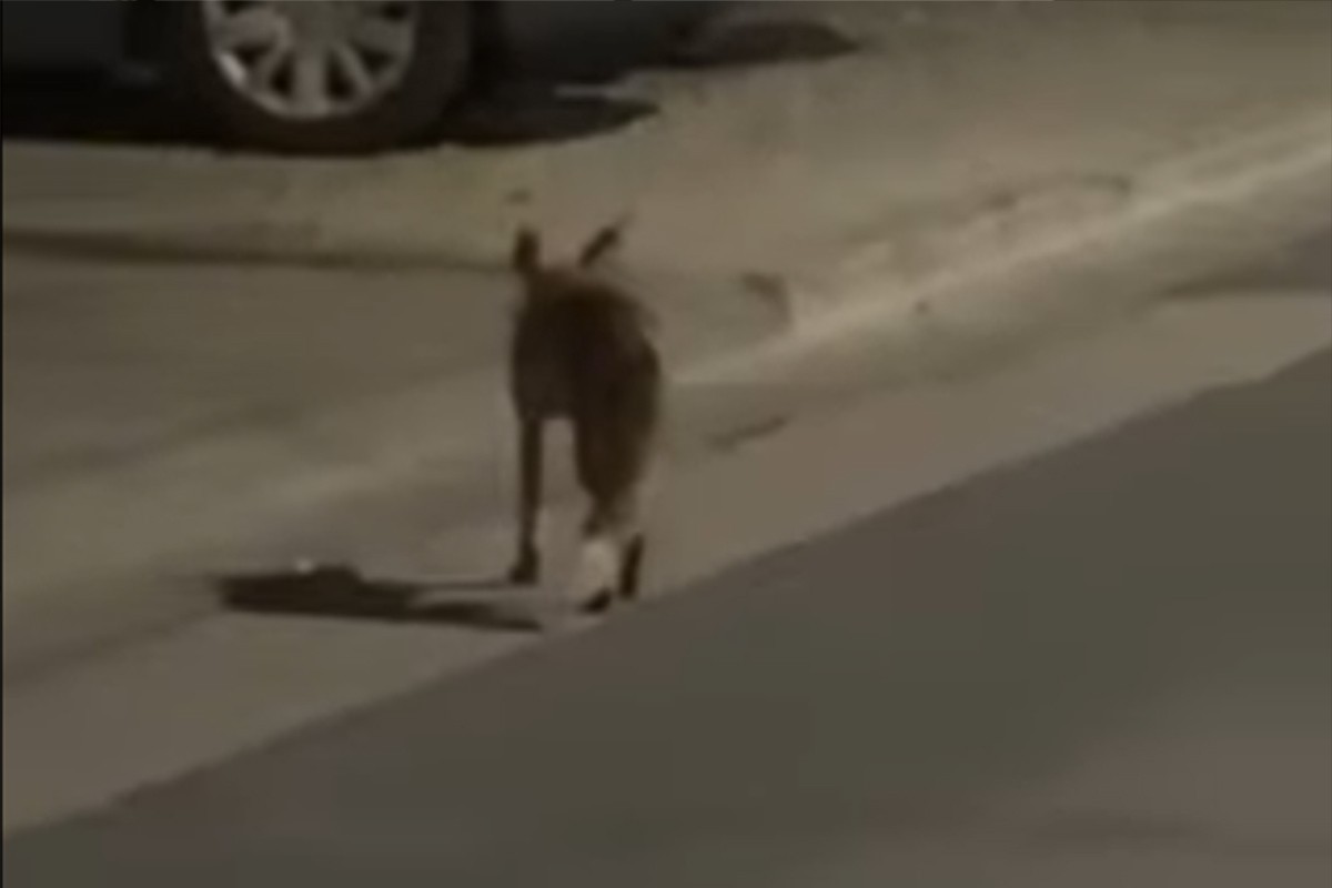Lisice u Boriku postale svakodnevica (VIDEO)