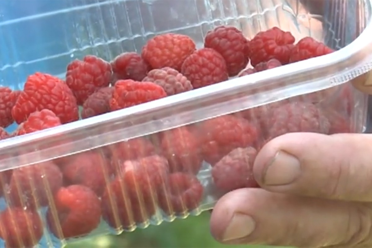 Koliko će koštati kilogram maline (VIDEO)