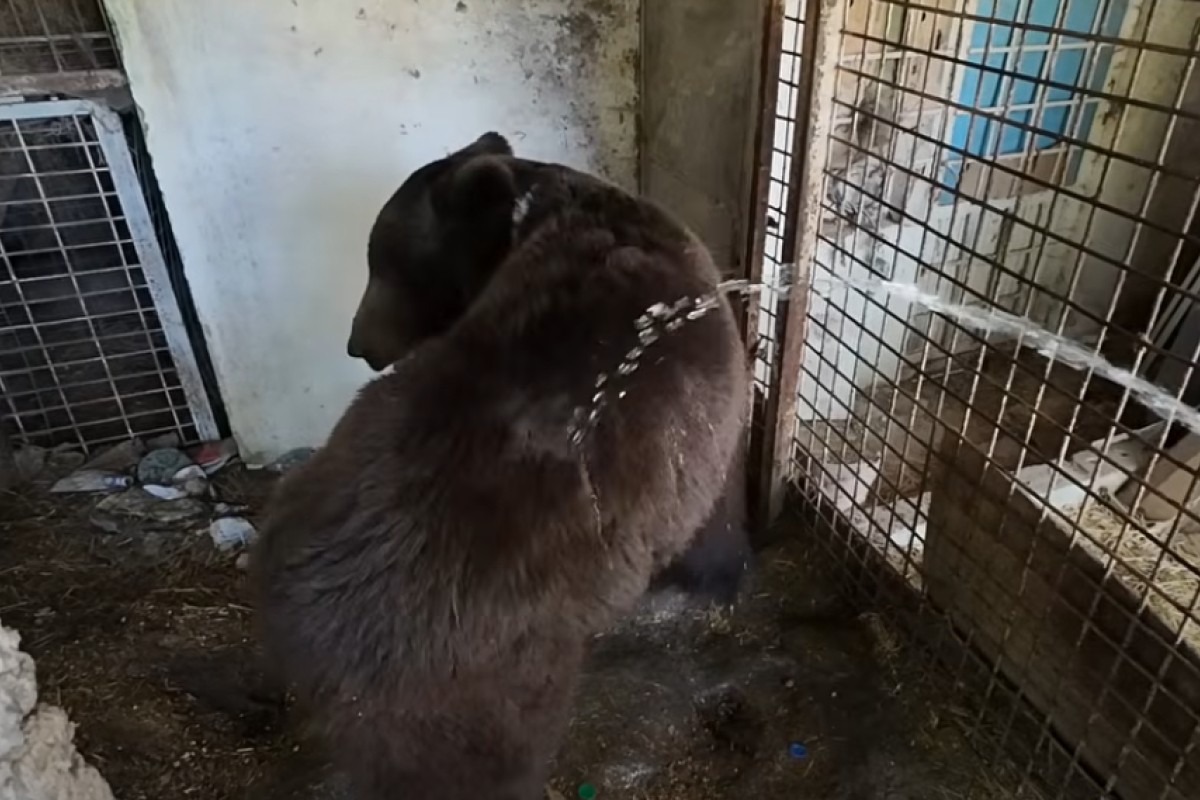 Kako Emin iz Gornjeg Vakufa brine o medvjedima i pticama (VIDEO)