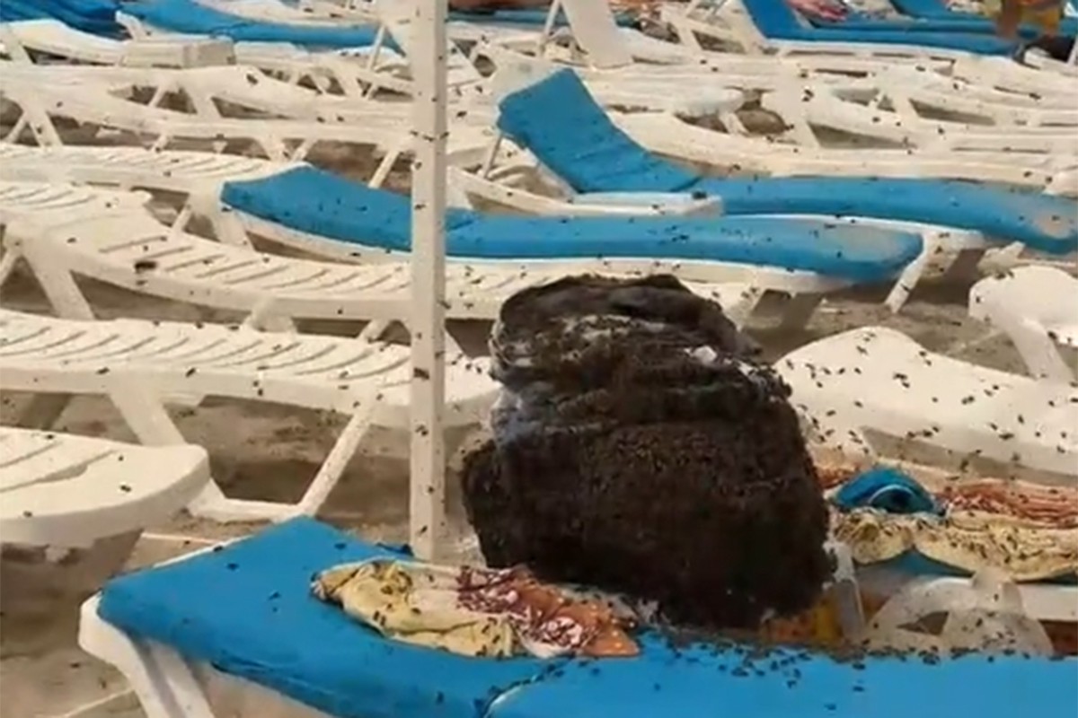 Ponijeli ručak na plažu, kad su izašli iz vode sačekala ih "noćna mora" (VIDEO)