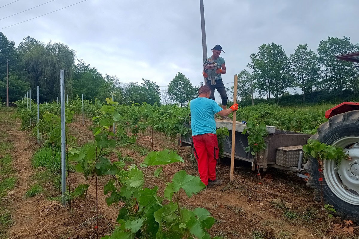 Selo Kruhari: Očekuju se prvi plodovi iz novog vinograda