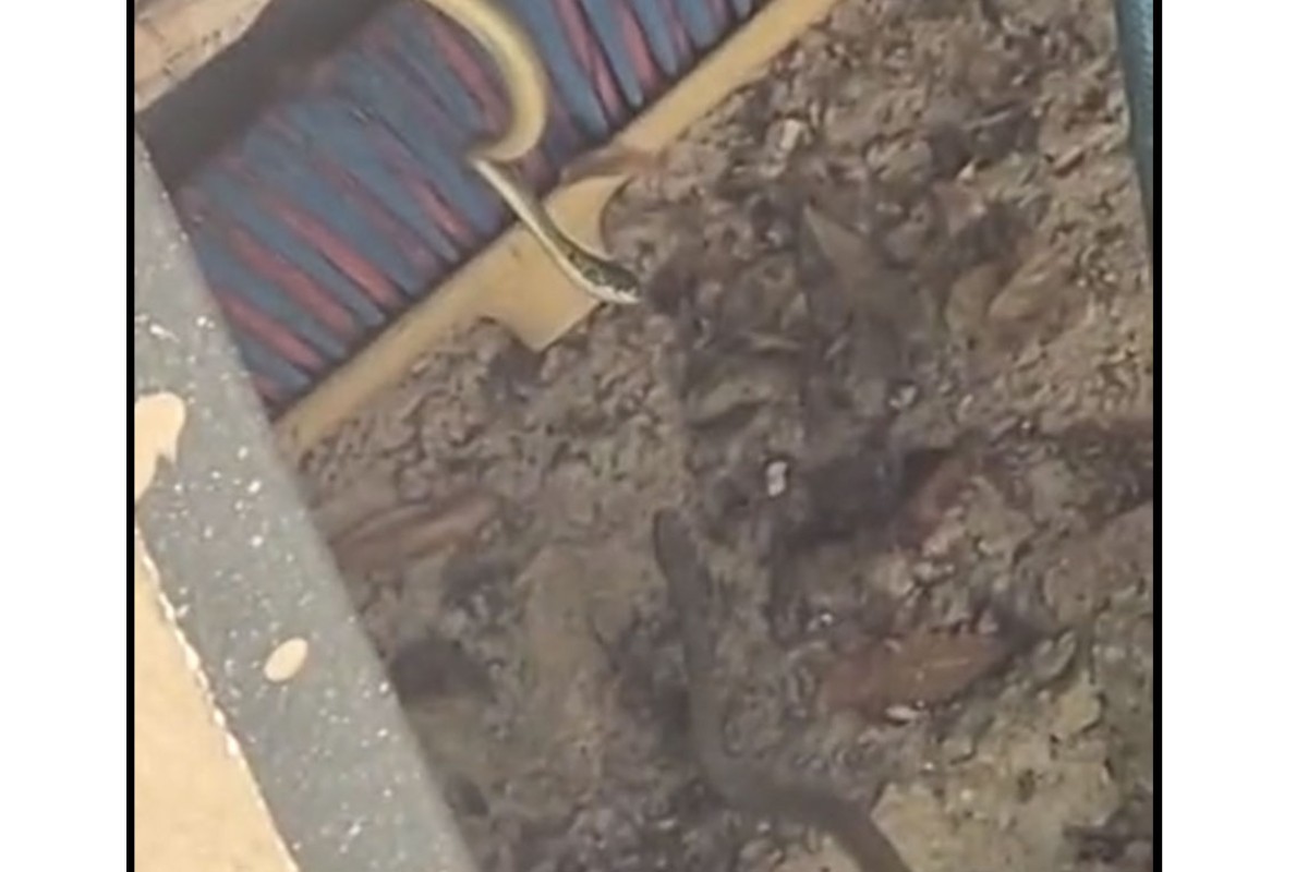 Dvije zmije se zavukle u dvorište (VIDEO)