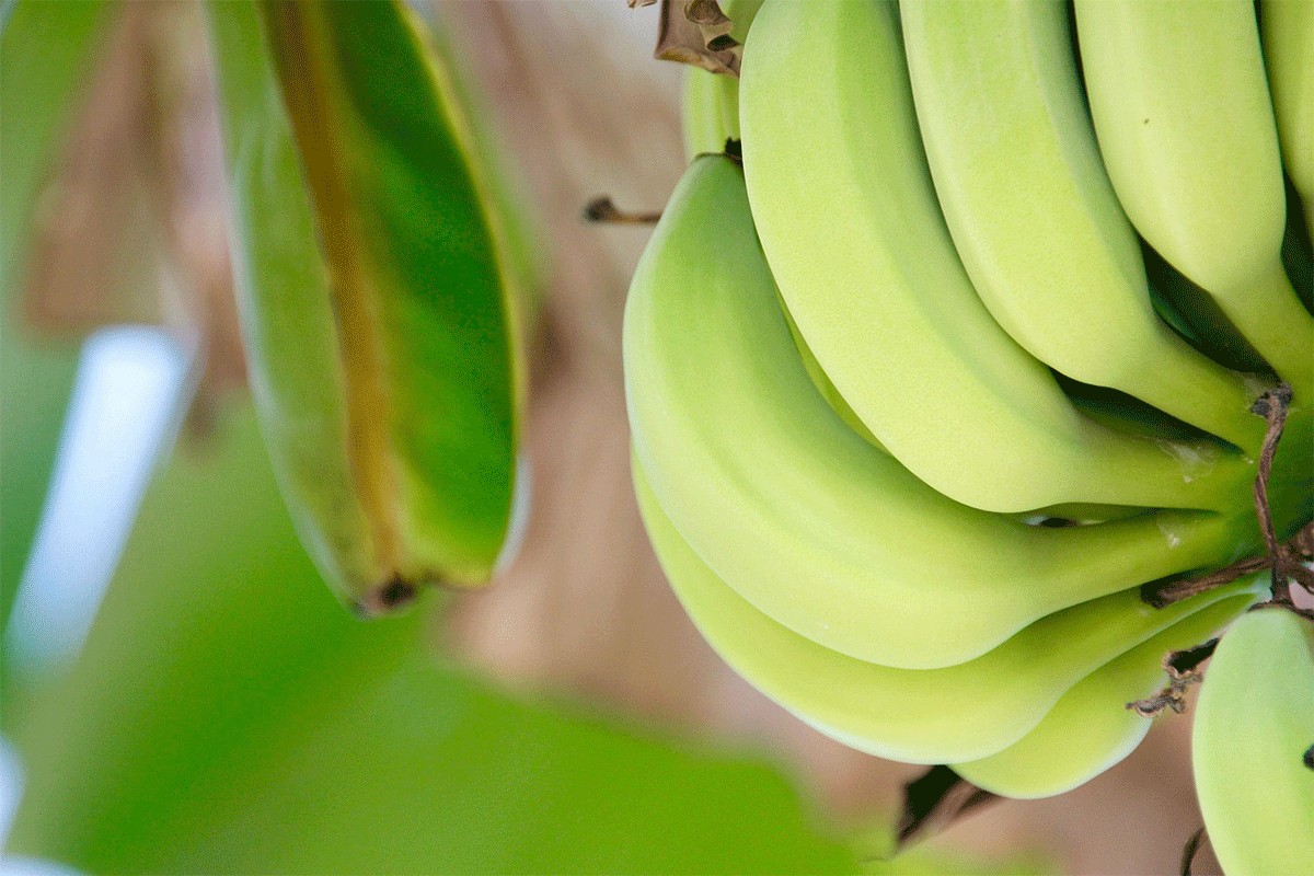 Panama proglasila vanredno stanje zbog banana