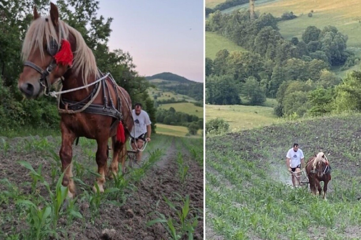 Simović i Riđo i ovog ljeta špartaju kukuruz na stari način (VIDEO)