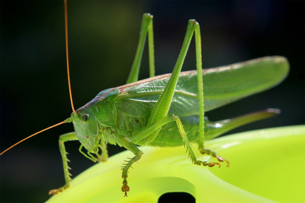 Istraživanje: Ljudi nisu za ideju da insekti zamijene meso