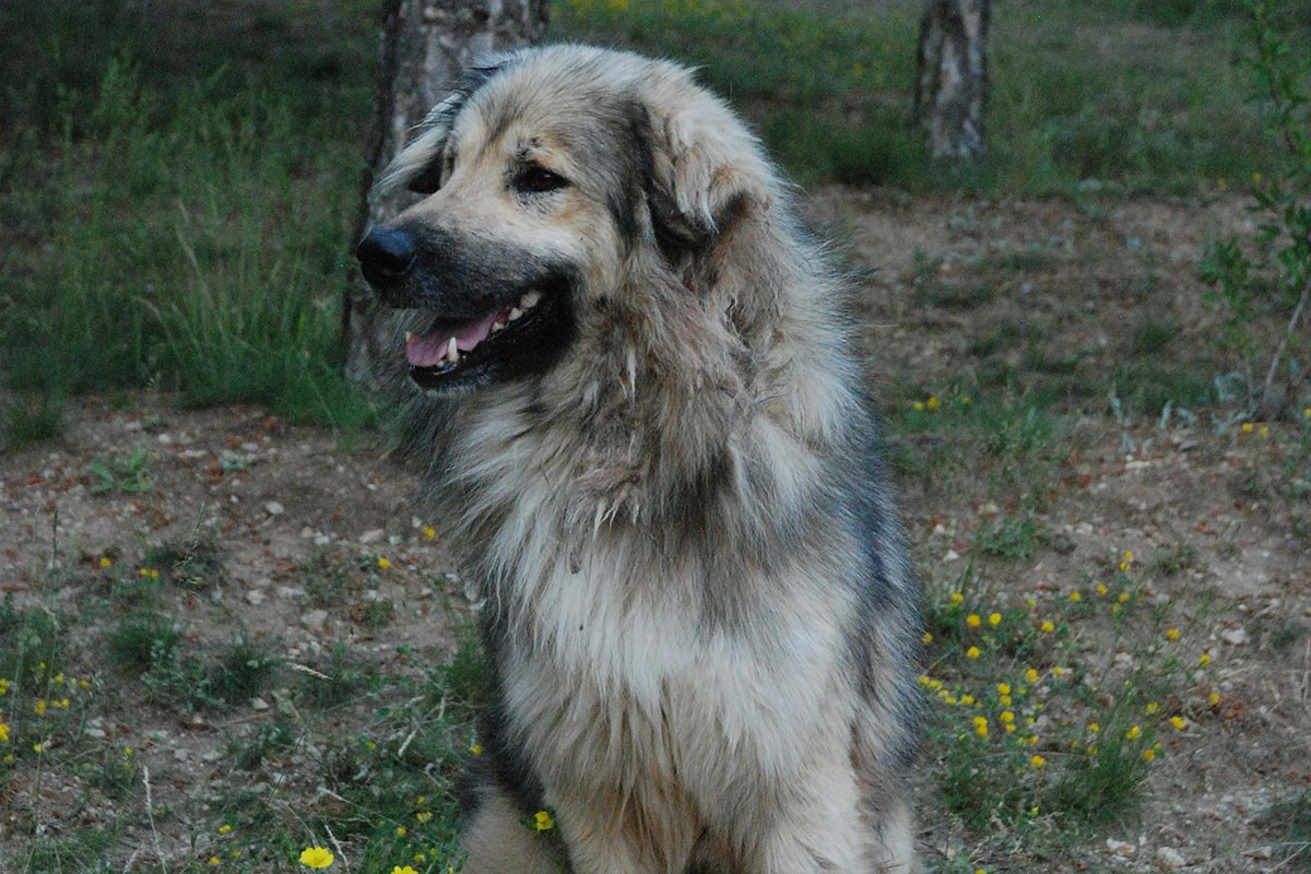 Šarplaninac ugrizao ženu u Laktašima, kažnjen Banjalučanin