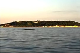 Veliki kit snimljen u moru kod Pule
