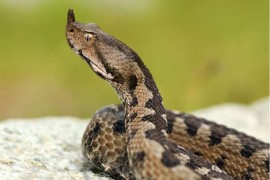 Na području Zvornika devet zmijskih ujeda od početka godine