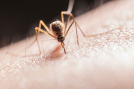 Jeftini i prirodni načini kako da otjerate komarce