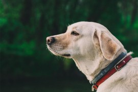 AI pomaže ljudima da razumiju jezik životinja