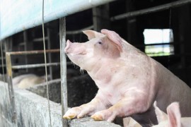 Vic dana: Nije svinja kriva