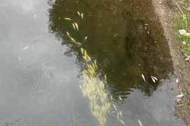 Ekološka katastrofa: Uginule ribe plutaju Bosnom (VIDEO)