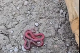Crvena zmija zaprepastila: U životu ovo nismo vidjeli (VIDEO)