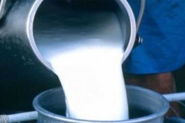 Isplaćeno skoro 3,5 miliona KM premije za mlijeko