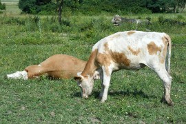 Otkriveni novi slučajevi bedrenice u Dalmaciji