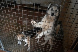 Volonteri na Manjači: Očišćen hangar, psi dobili zaštitu, ali ...