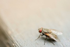 Riješite se muva očas posla na prirodan način, bježaće kao lude