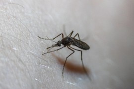 Iskoristite talog kafe da rastjerate komarce: Ovaj trik stvarno djeluje