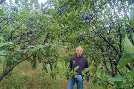 Dok drugi kukaju, Enesu šljiva rodila kao nikada: Otkrio tajnu uspjeha ...