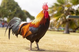 Kako su Srbi nekada mjerili dan: Da li ste čuli za trećeg pijetla?