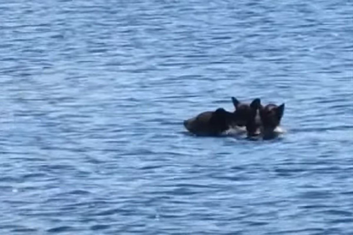 Mečka koristila leđa kao „prevoz“ za mladunce (VIDEO)