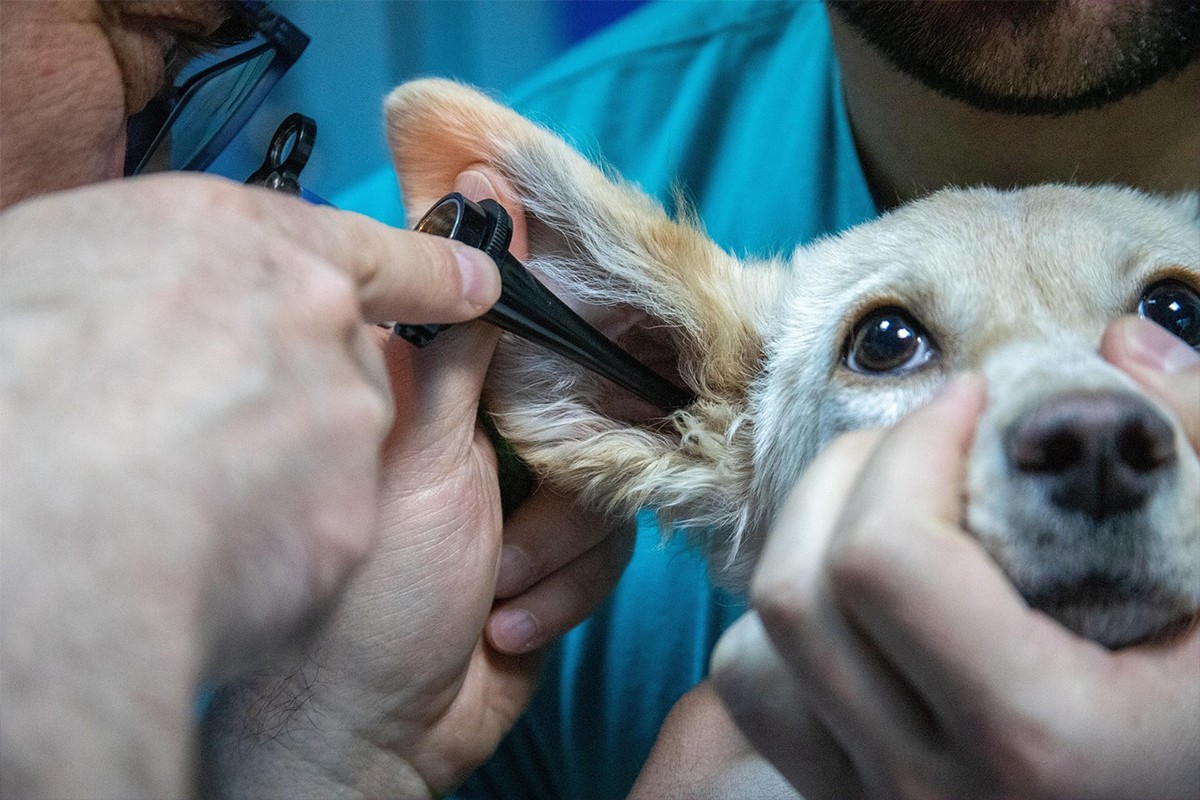 Veterinar u BiH optužen za nesavjesno liječenje pasa, uginulo 20 štenadi