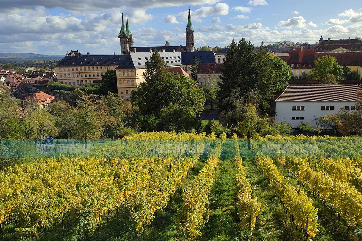 Trava u vinogradu: Kositi ili ne, tretirati ili okopavati?