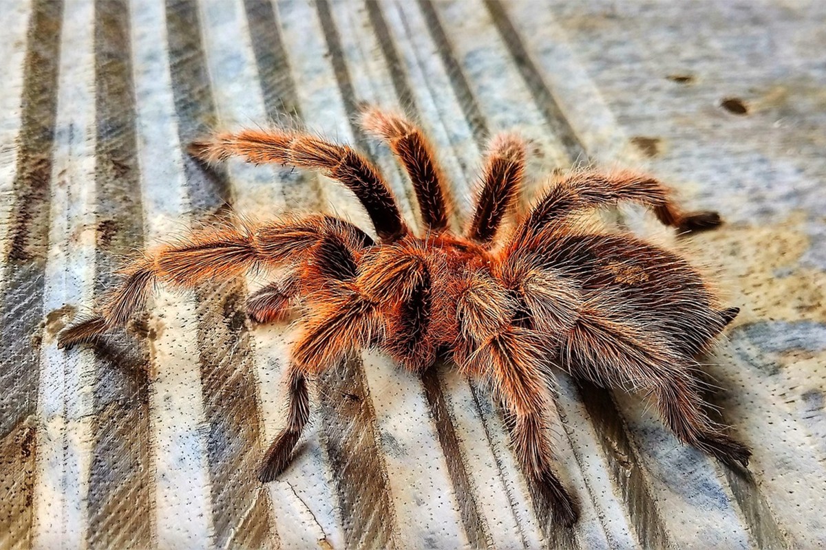 Njemačka carina u kutijama za kolače otkrila 1.500 tarantula (FOTO)