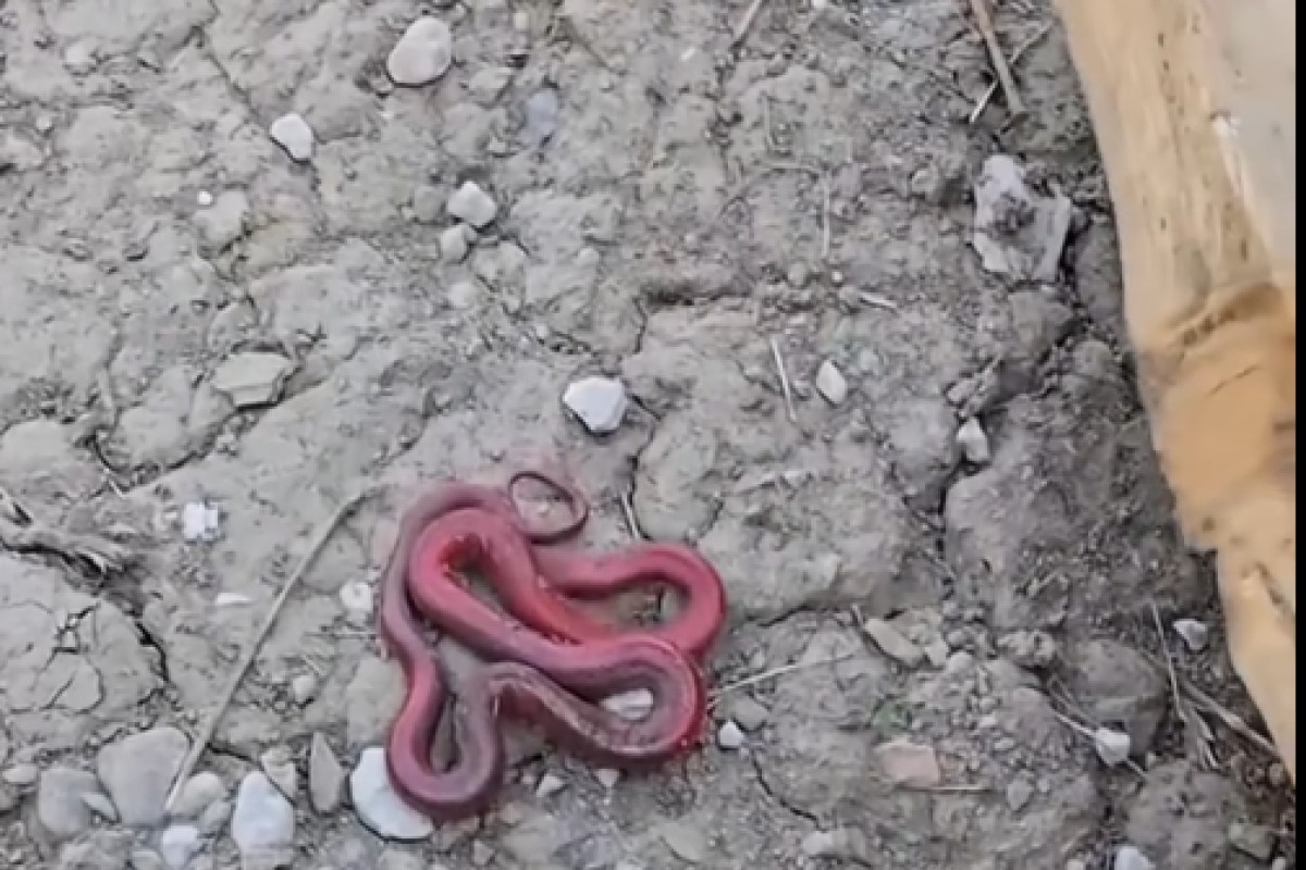Crvena zmija zaprepastila: U životu ovo nismo vidjeli (VIDEO)