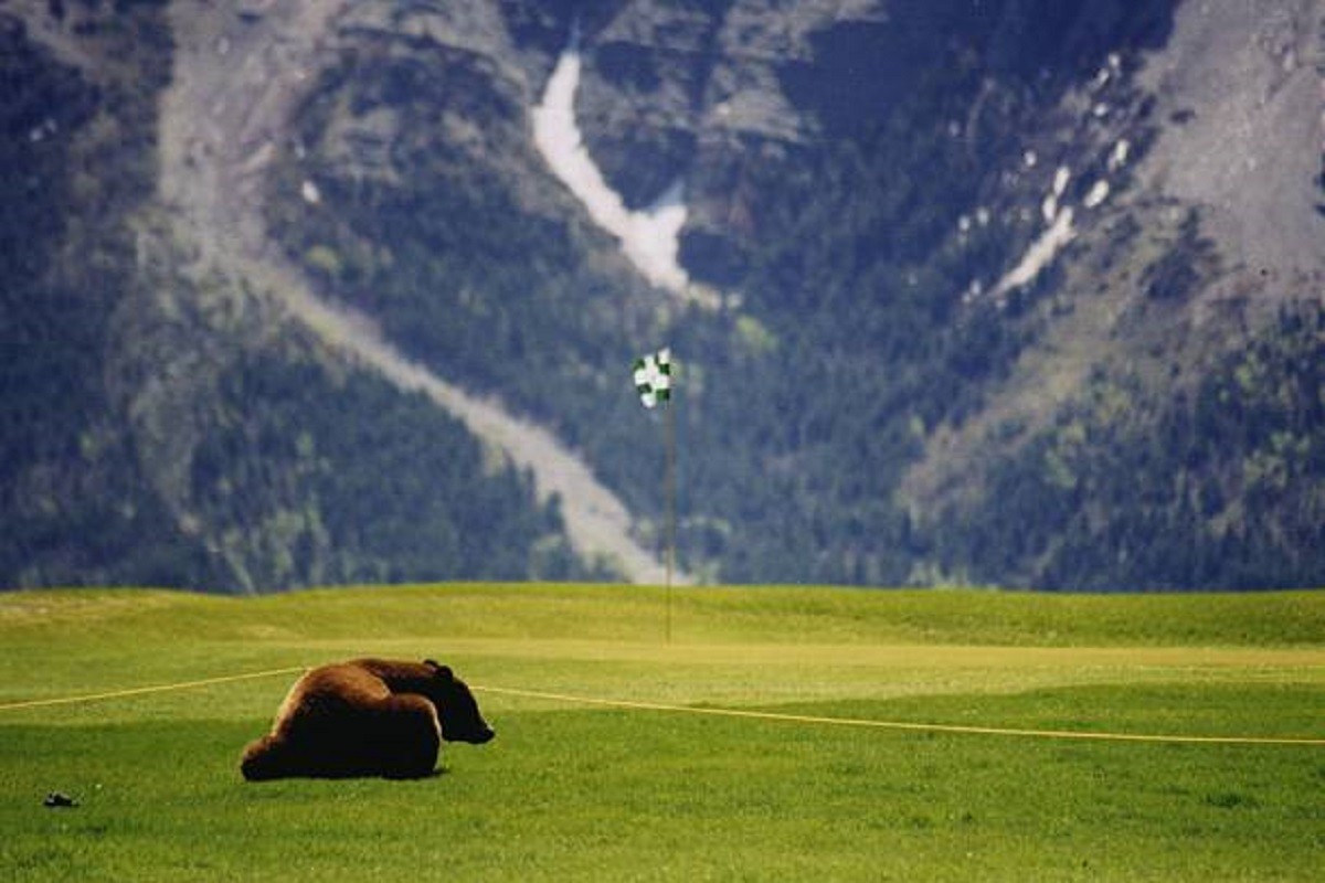 Golf se neće igrati, medvjedu smeta (VIDEO)